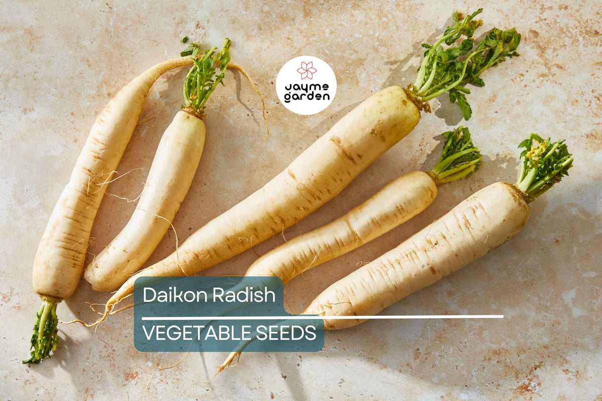 300+ Daikon Radish Seeds - Heirloom, NON-GMO, Fast-Growing, Raphanus sativus var. longipinnatus, Perfect for Salads & Pickling