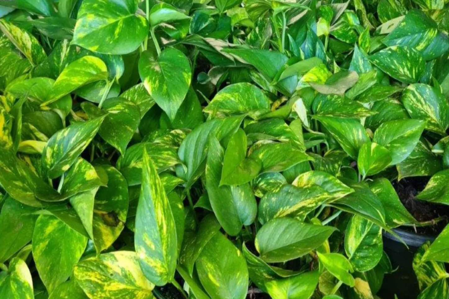 Big Golden Pothos Live Houseplant, Epipremnum aureum, 12"-24" Indoor Climbing Plant, Low Maintenance, Air-Purifying Tropical Vine