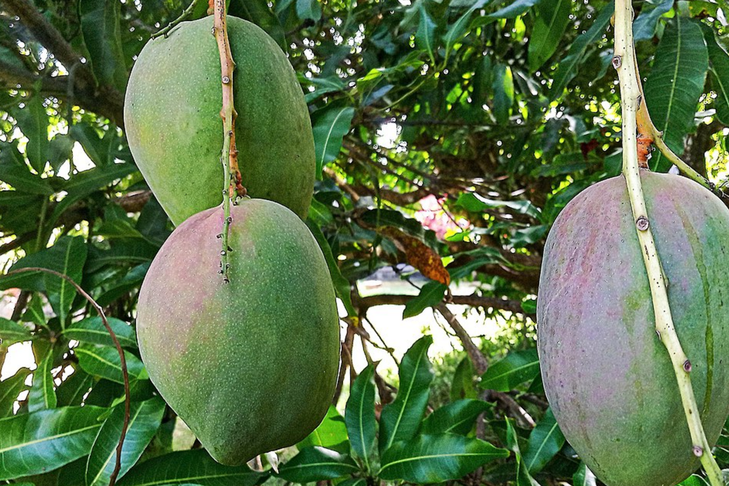 Julie Mango Tree Seedling – 1-2 Ft. Tropical Fruit for Small Spaces, Compact, Fiberless, Mangifera indica, Caribbean Mango