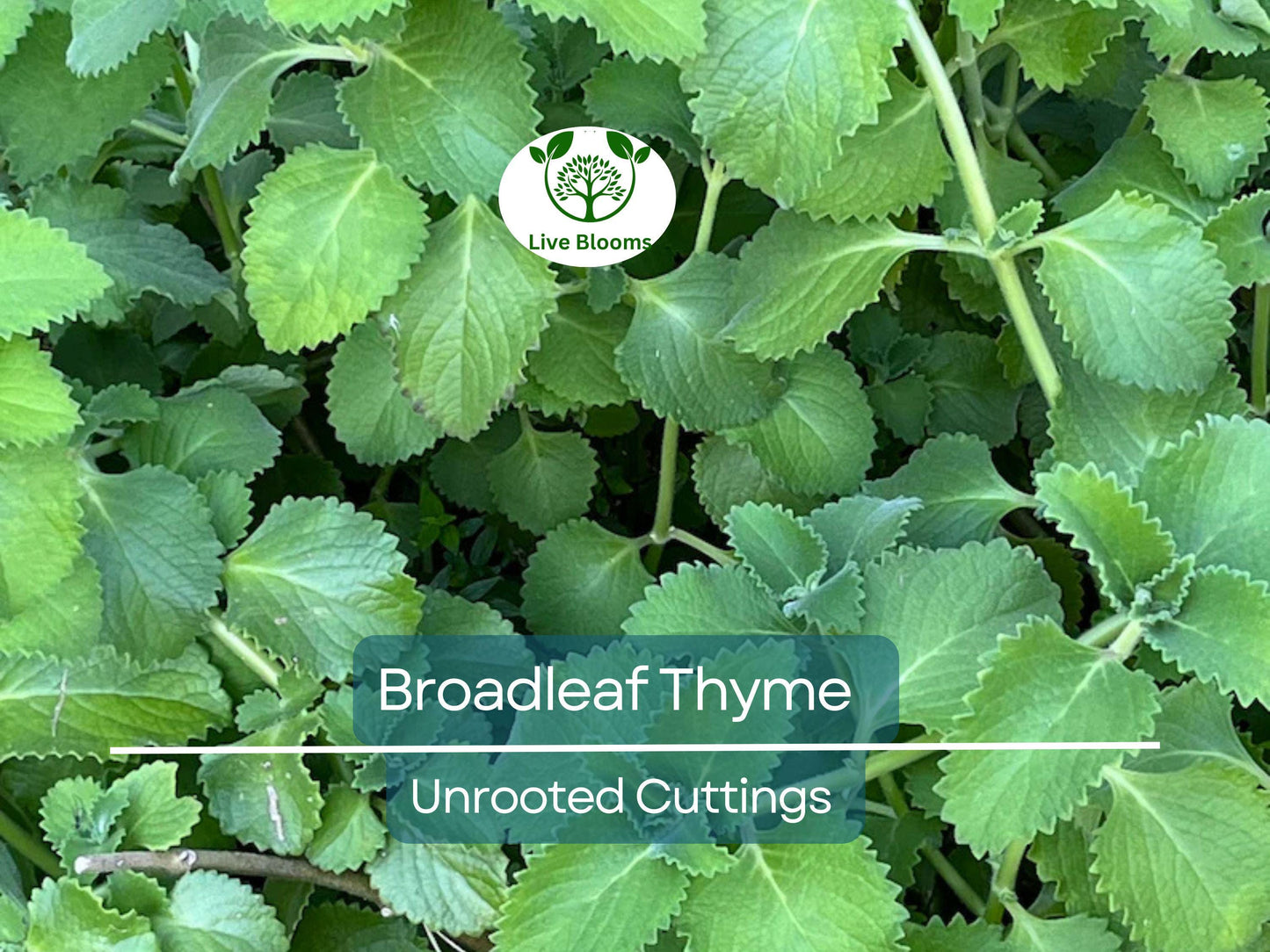 10 Unrooted Broadleaf Thyme Cuttings (Coleus amboinicus) 4-8" – Aromatic Spanish Oregano Herb for Easy Growing