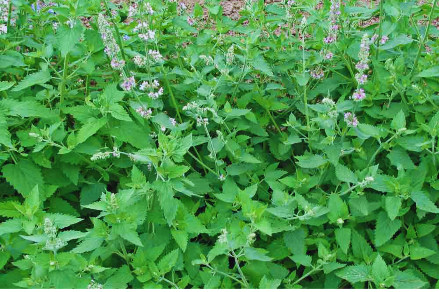 Catnip Seeds | Non-GMO Heirloom Nepeta cataria | Fresh USA Garden Seeds