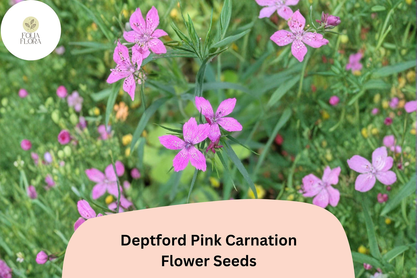 200+ Deptford Pink Carnation Seeds | Dianthus armeria | Bright Pink Wildflower Seeds for Pollinator Gardens