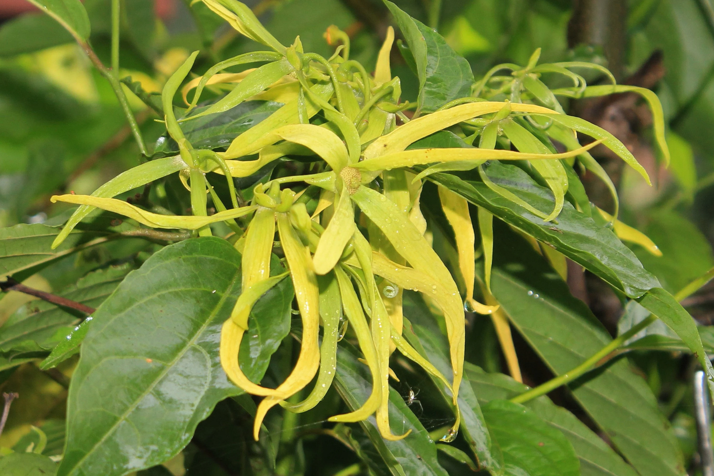 Ylang Ylang Live Tree, Cananga odorata, Starter Plant, Fragrant Tropical Tree with Star-Shaped Aromatic Flowers