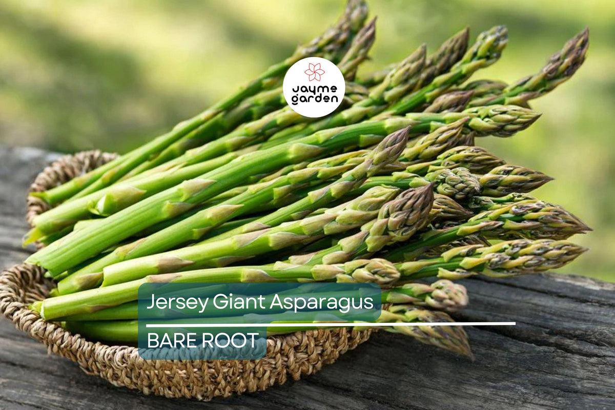 Jersey Giant Asparagus Crowns - 10 Bare Root, 2-Year-Old, High Yield, Cold Hardy, Disease Resistant - Asparagus officinalis 'Jersey Giant'