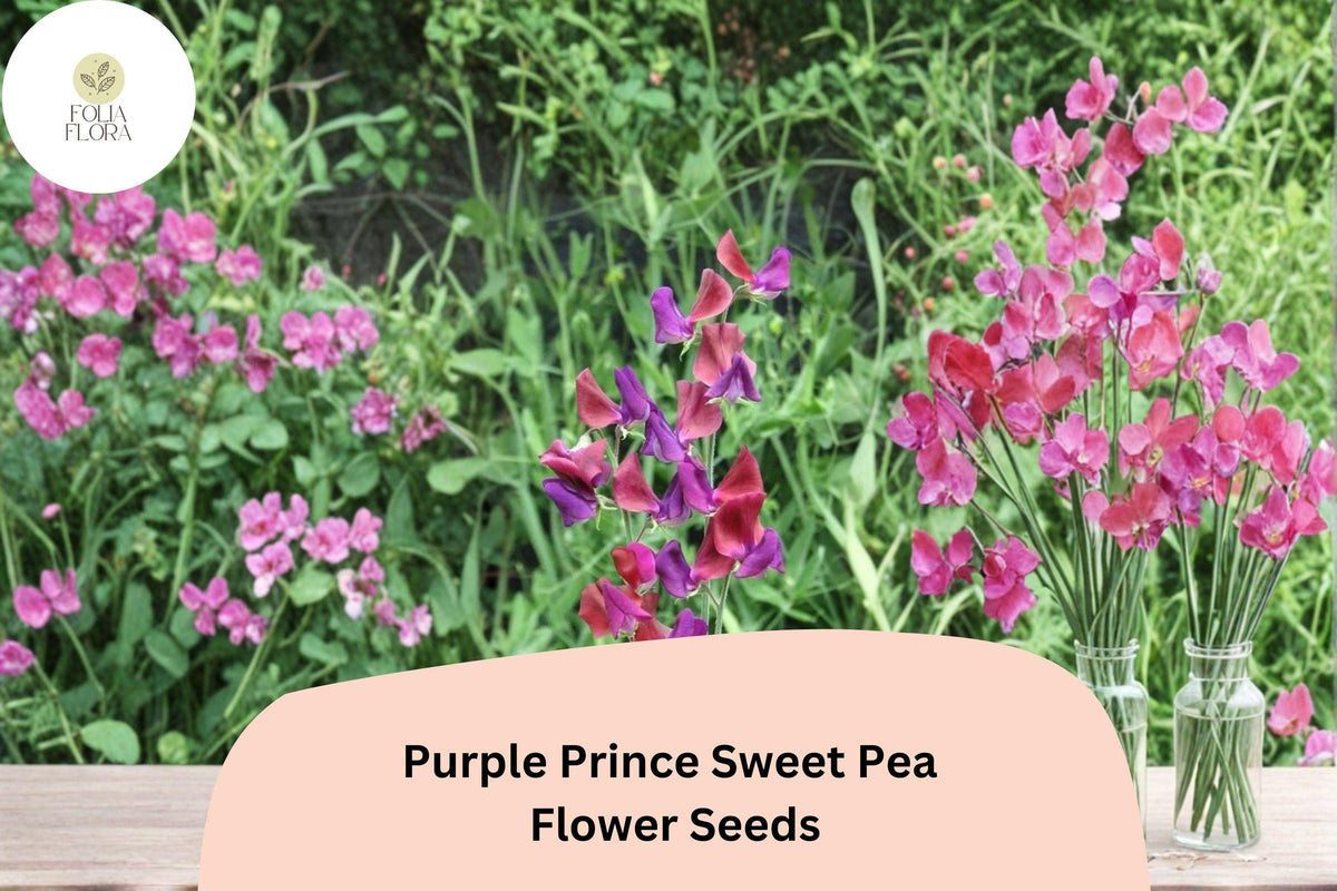Purple Prince Sweet Pea Seeds - 50+ Heirloom Royal Purple Climbing Flowers (Lathyrus odoratus) for Garden Trellis