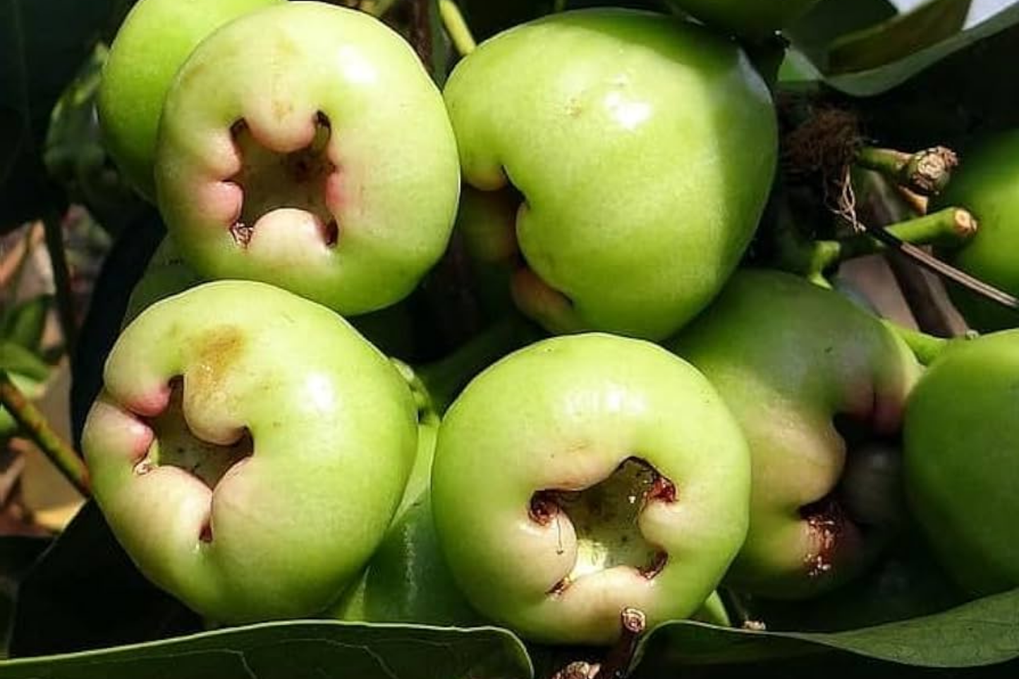 Green Wax Jambu Fruit Tree (Syzygium samarangense) – Live Starter Plant with Juicy Bell-Shaped Tropical Fruits