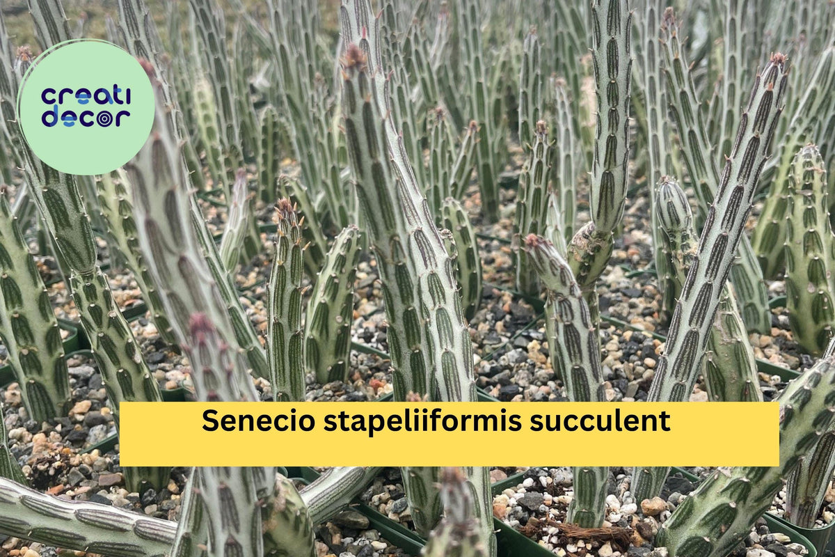 Live Succulent Plant 4" Pot Senecio Stapeliiformis Pickle Plant Green Purple Striped Stems Easy-Care Indoor Outdoor Cactus-Like