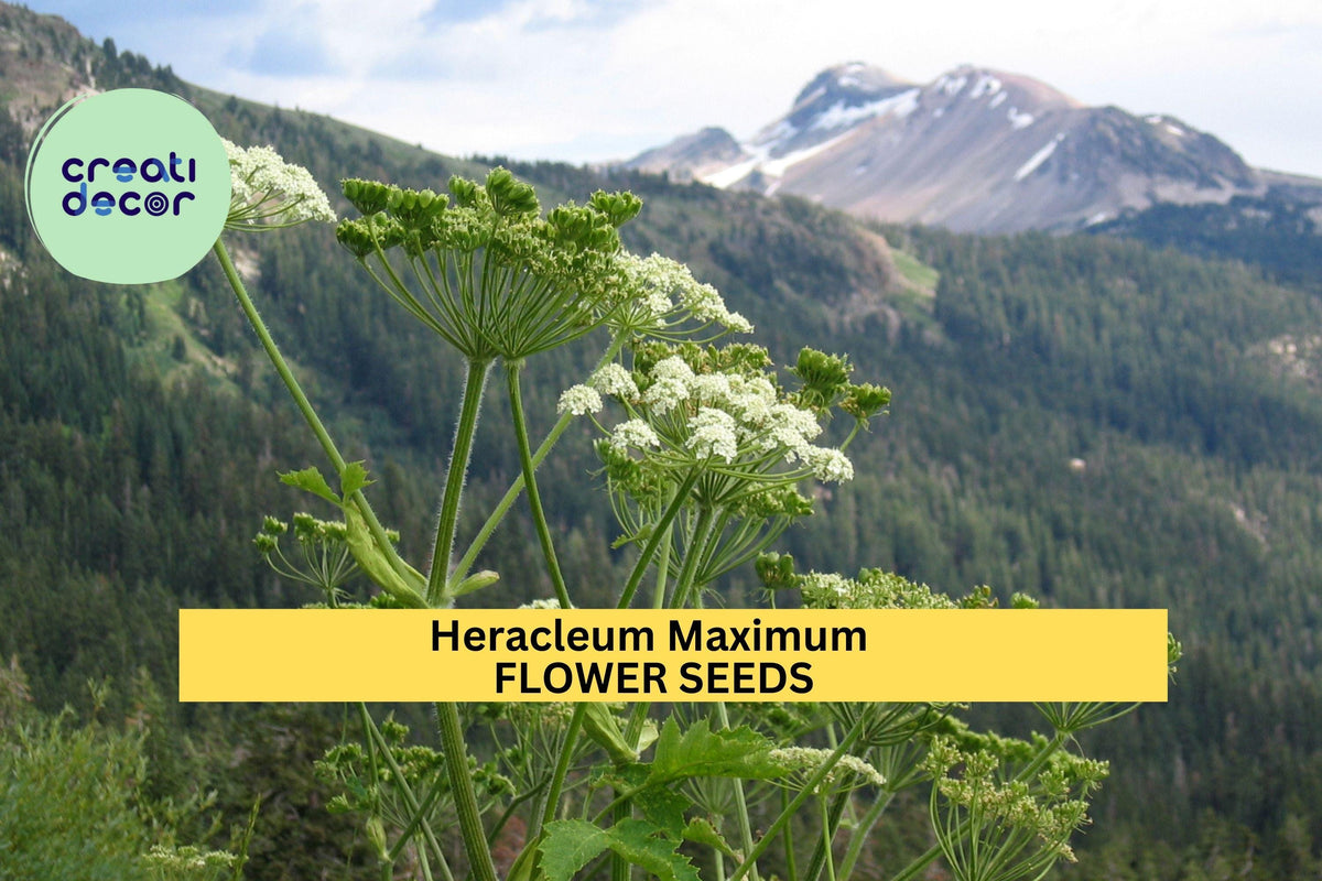 Cow Parsnip Seeds 3pcs 1g Heracleum maximum White Wildflower for Pollinators, Native Plants, Habitat Gardens