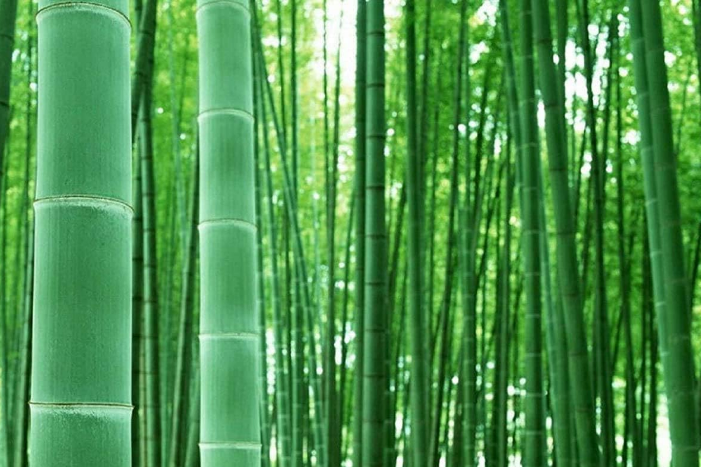 Live Bamboo Plant Starter 12-24 Inches Bambusa vulgaris for Gardens, Privacy Screens, Landscaping
