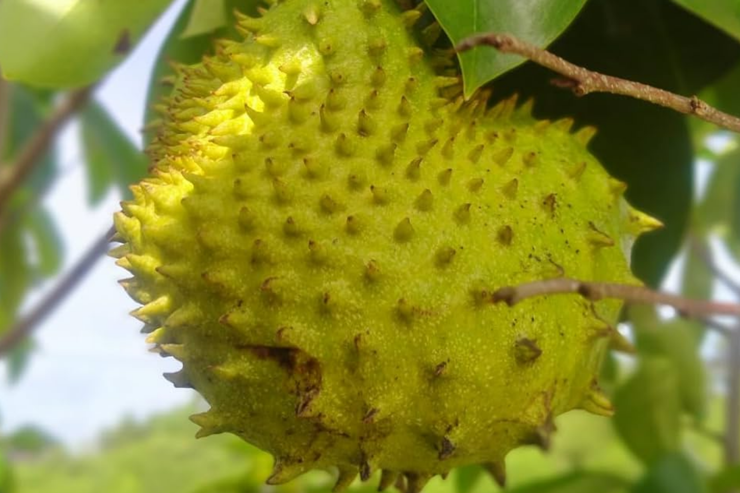 Golden Yellow Soursop Tree - Live Annona muricata, Tropical Fruit Tree, Juicy Nutritious Fruit, Starter Plant 10"-20"