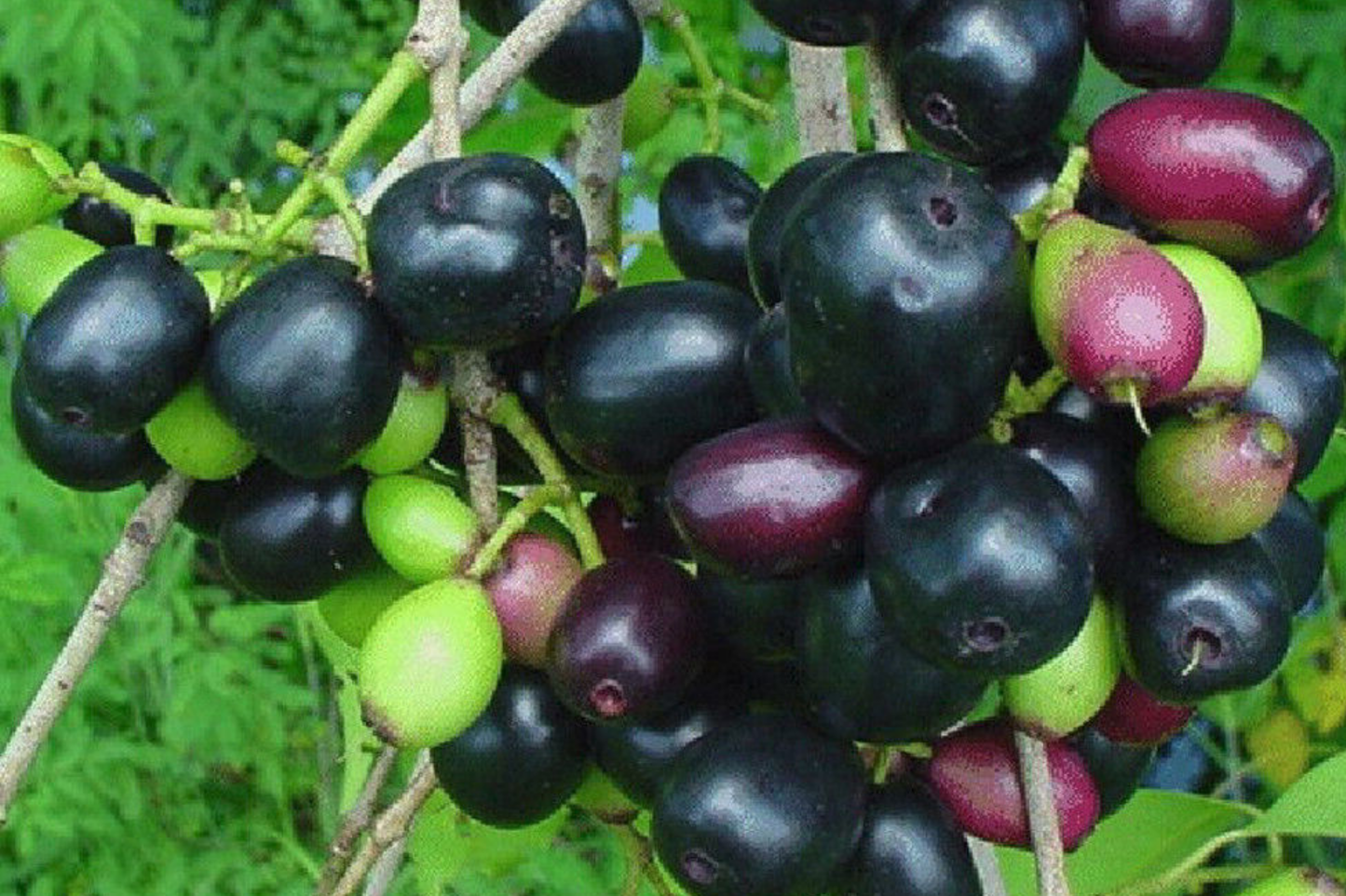 Black Java Plum Tree - Live Syzygium cumini, Tropical Fruit Tree, Nutritious Plum for Culinary & Medicinal Use, Starter Plant 1-2 ft