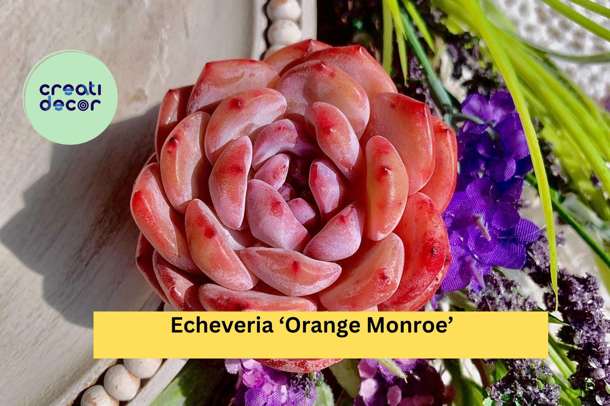 Echeveria ‘Orange Monroe’ Succulent Plant - Bare Root Orange-Pink Rosette - Easy Care Indoor/Outdoor Decor, Echeveria Hybrid