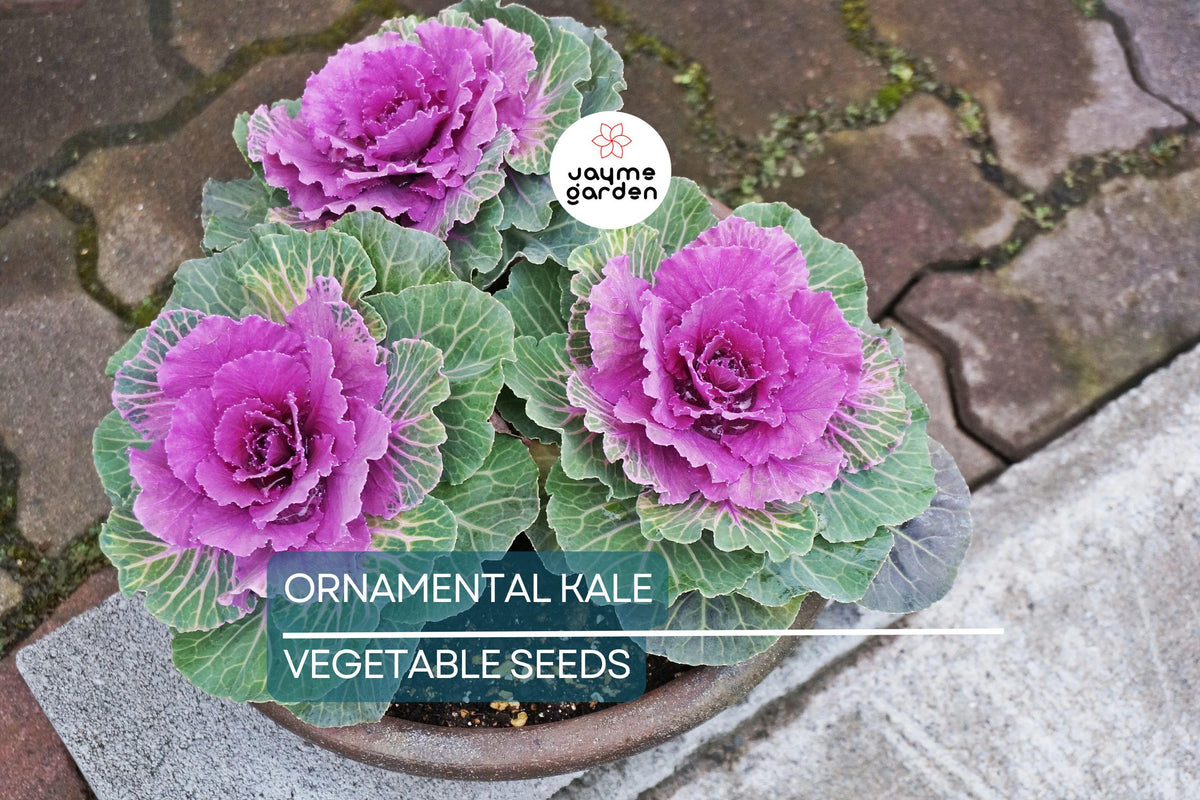 50 Ornamental Kale Seeds – Non-GMO Heirloom Variety, Decorative Garnish, Brassica oleracea, Vibrant Colors for Gardening