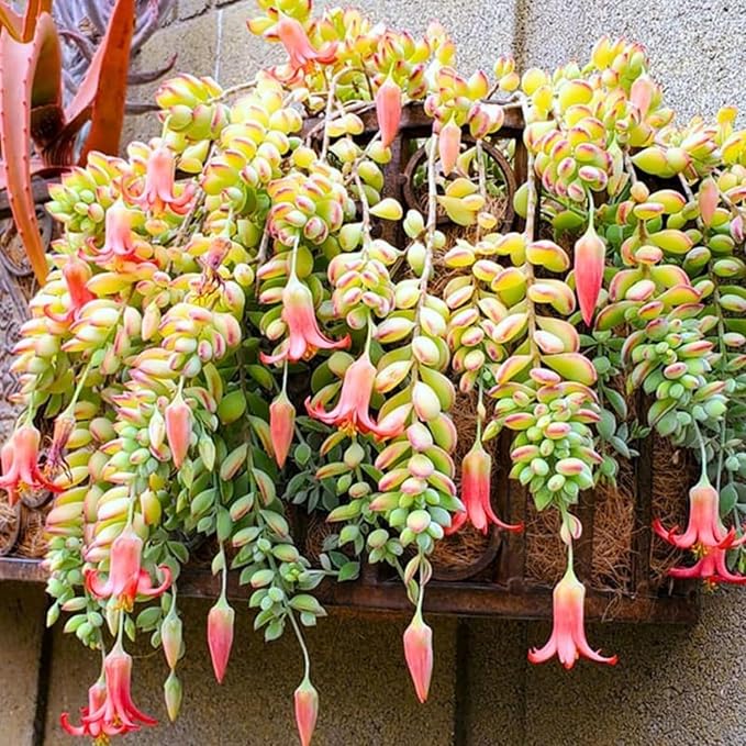 Unrooted Succulent Cuttings โ Cotyledon pendens Cliff Trailing Plant for Hanging Baskets & Propagation