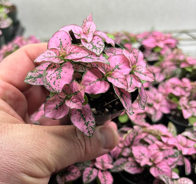 Hypoestes Pink Splash Live Potted Houseplant – 2.5" Air-Purifying Polka Dot Plant with Vibrant Pink Foliage