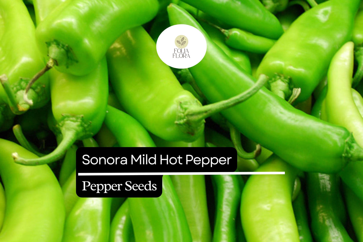 Sonora Mild Hot Pepper Seeds 250mg | Non-GMO Heirloom Capsicum annuum | Mild Heat, High Yield, Perfect for Cooking