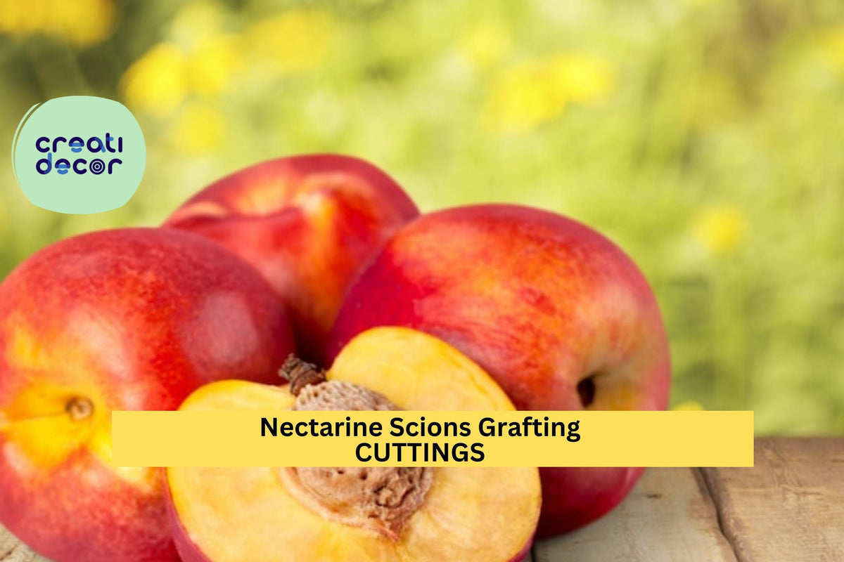 Nectarine Tree Scion Cuttings | 6" Organic Non-GMO Unrooted | Sweet Stone Fruit | Prunus persica var. nucipersica
