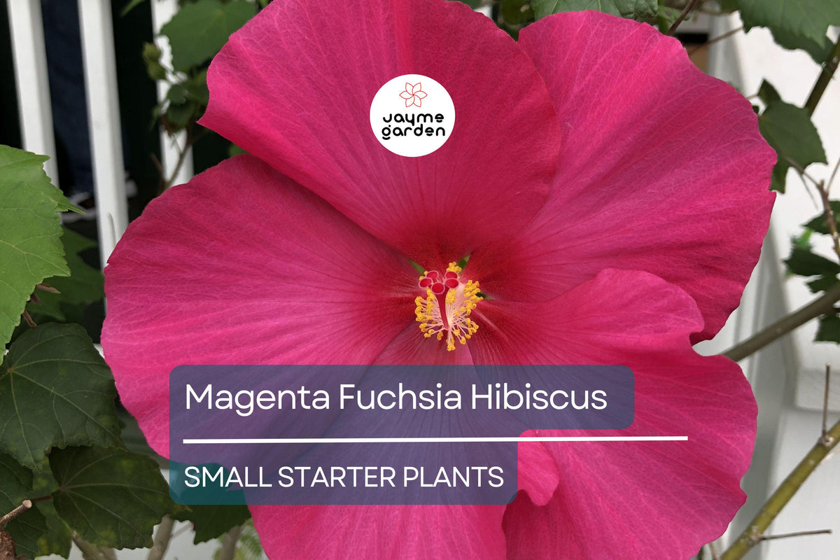 Exotic Magenta Fuchsia Hibiscus Starter Plant 2-5 Inches Bare Root Hibiscus rosa-sinensis for Gardens & Landscaping