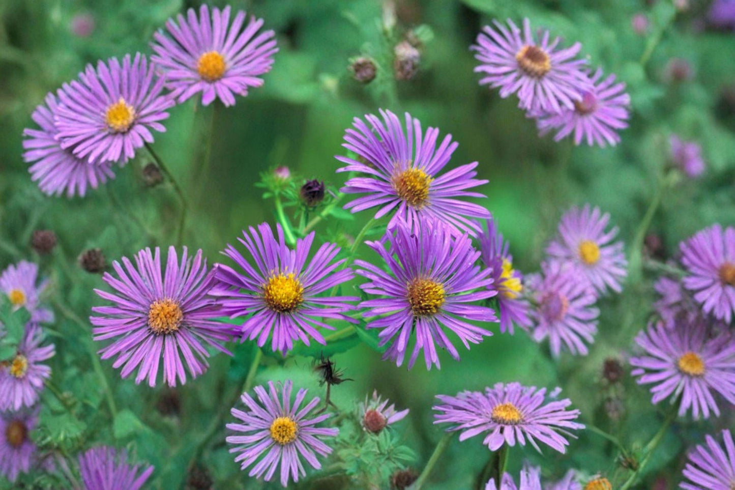 100 New England Aster Seeds – Symphyotrichum novae-angliae – Native Wildflower for Pollinator Gardens
