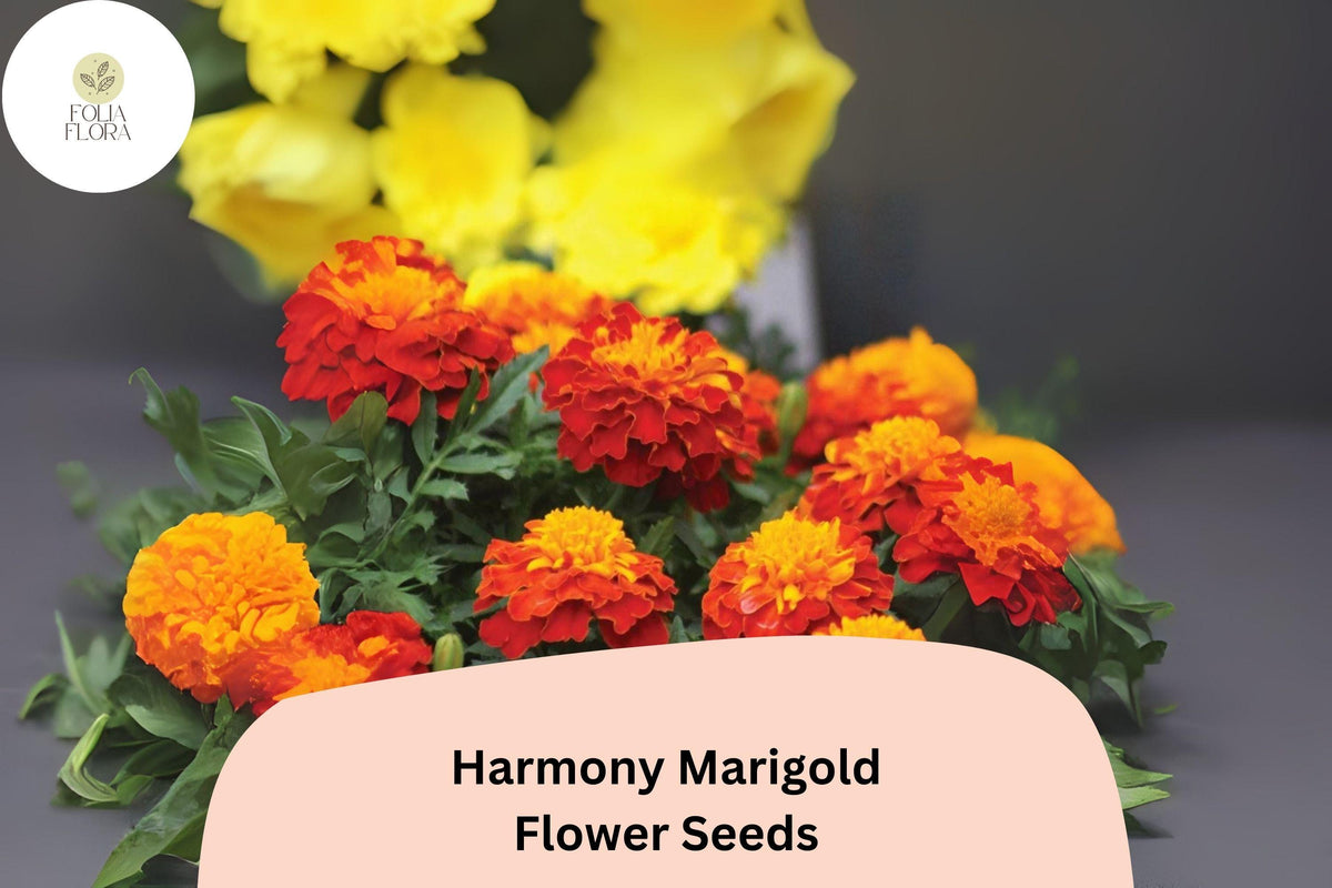 25+ Harmony Marigold Seeds | Compact French Marigold | Vibrant Orange & Yellow Blooms | Tagetes patula