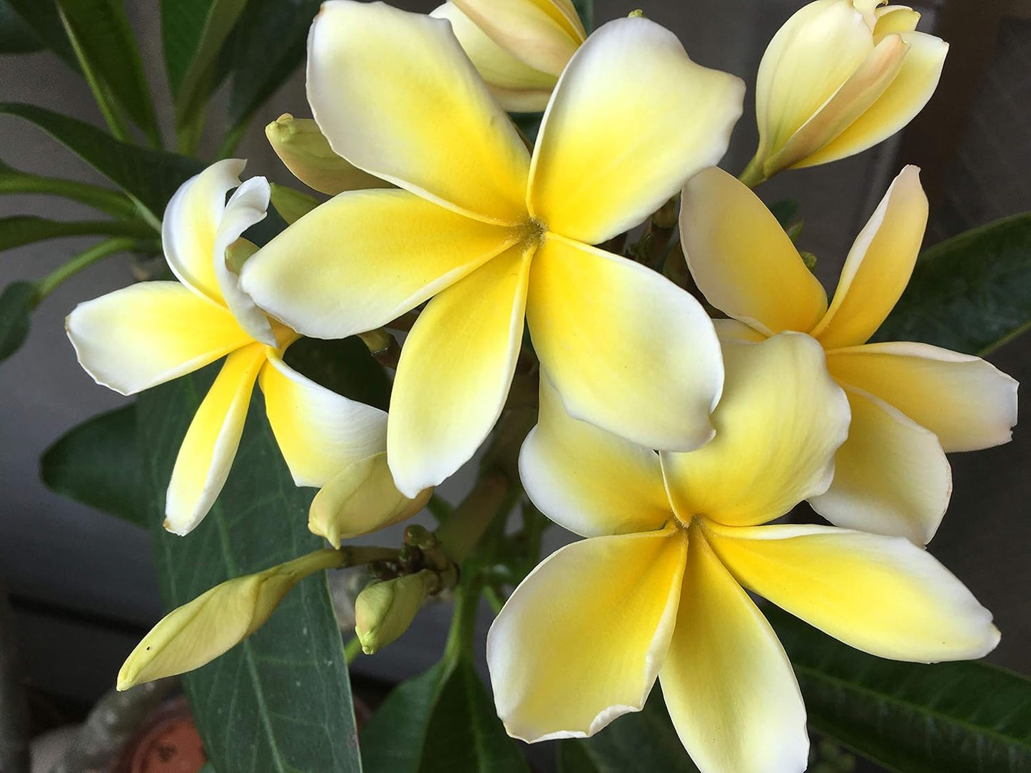 Yellow Hawaiian Plumeria Cutting 9-12" Fragrant Tropical Frangipani Plumeria rubra for Landscaping and Garden