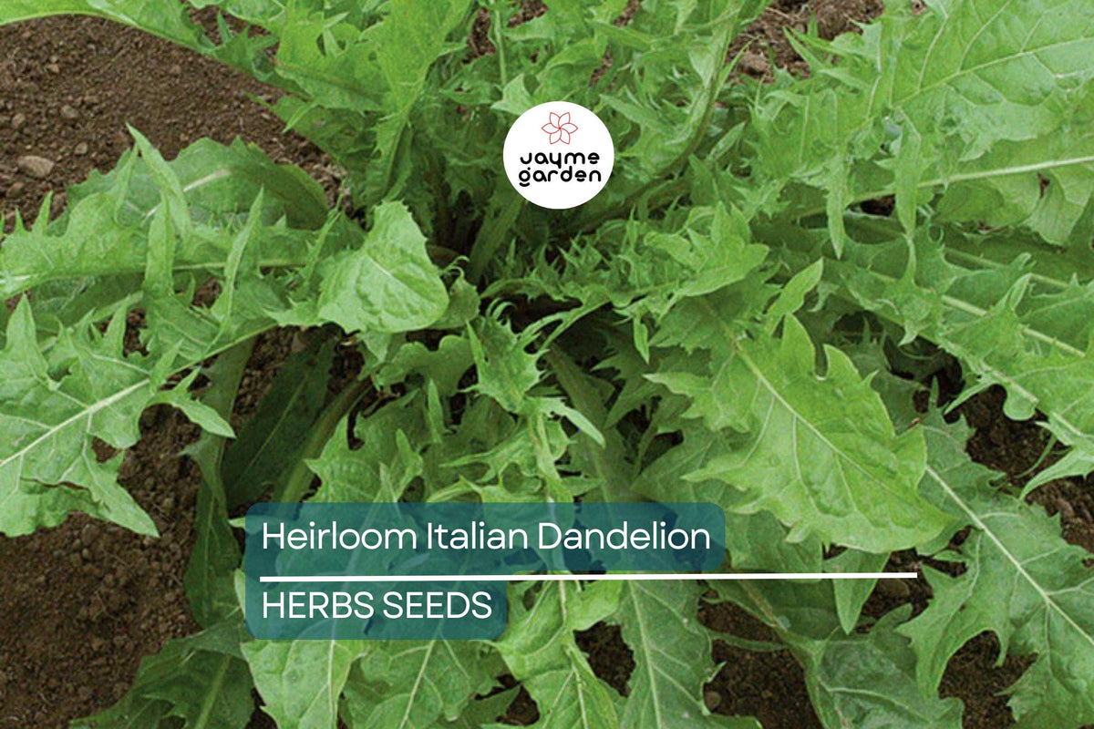 1000 Heirloom Seeds - Catalogna Emerald Endive - Slow-Bolting Chicory (Cichorium intybus var. foliosum) - Italian Dandelion