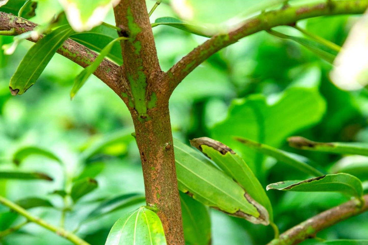 Live Cinnamon Tree - Cinnamomum verum, 12-24" Tall, Aromatic & Culinary Spice Plant, Tropical Garden Starter