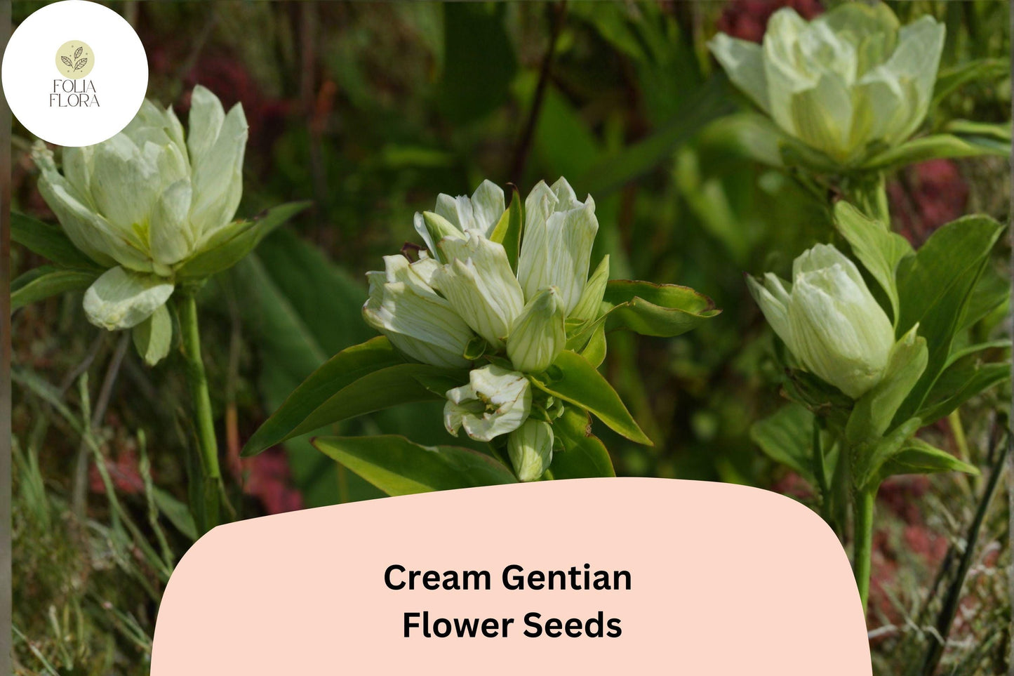 Cream Gentian Seeds – 100 Gentiana flavida Native Pale Yellow Perennial Wildflower