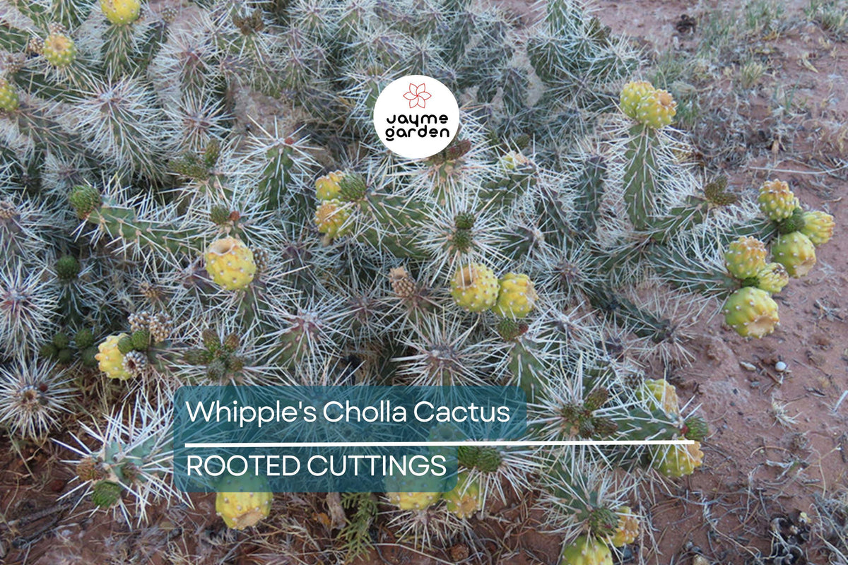 8" Whipple's Cholla Cactus, Live Flowering Cactus, Cylindropuntia whipplei, Hardy Desert Plant, Bare Root for Cactus Collection