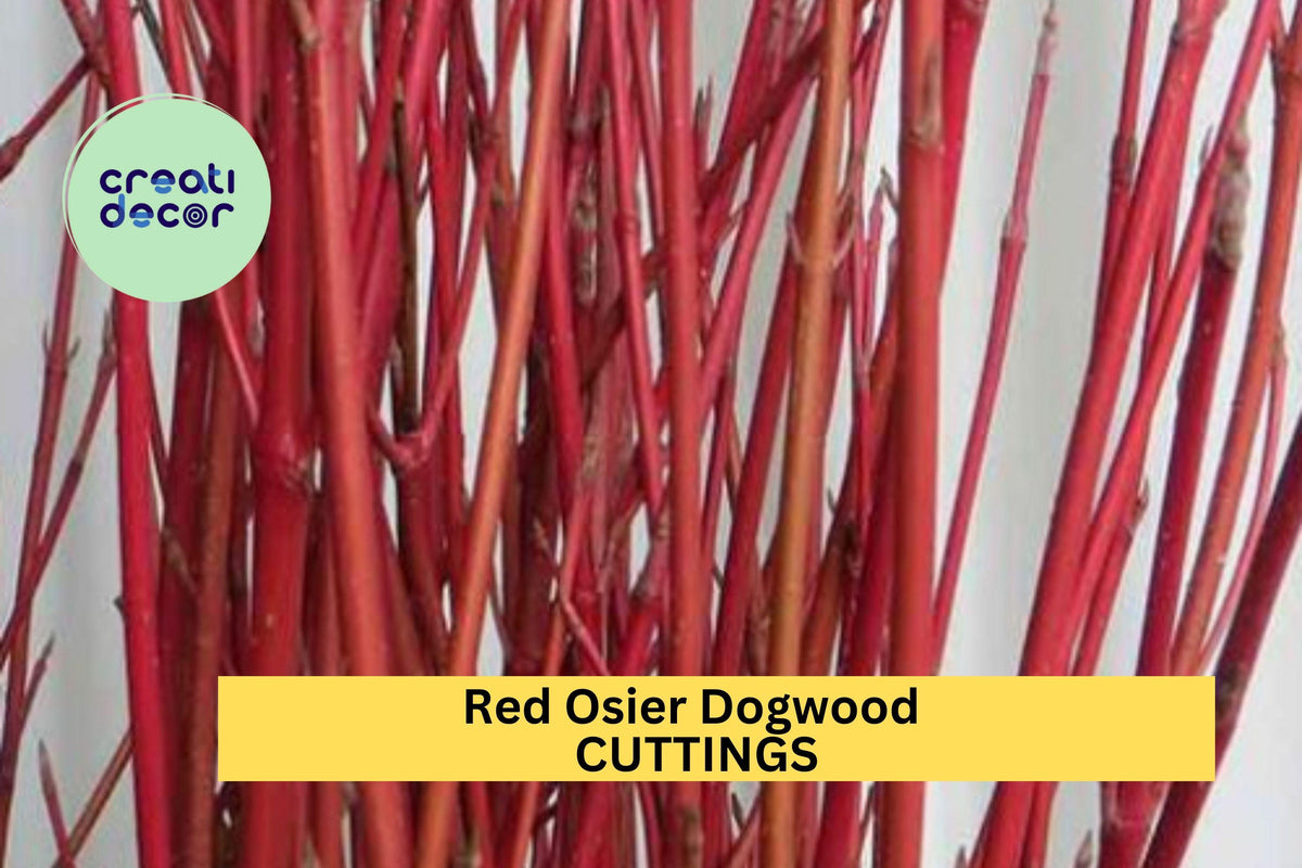 30 Red Osier Dogwood Cuttings - 10" Hardwood Stems for Propagation & Landscaping