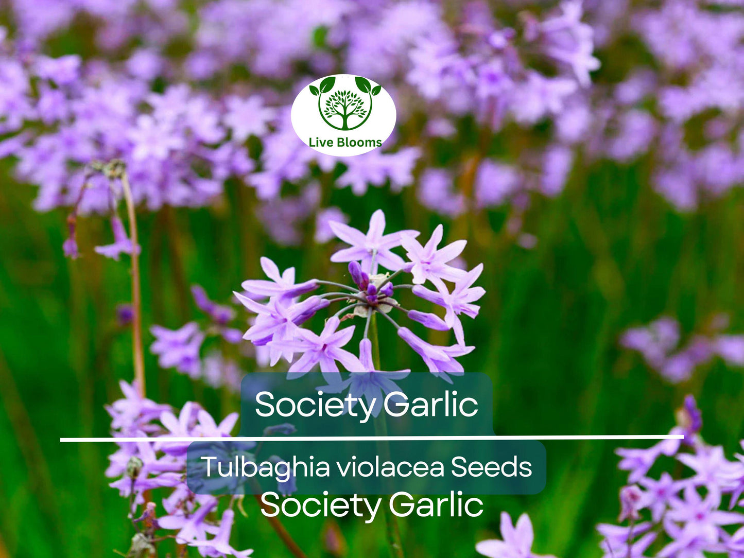 50 Society Garlic Seeds (T. violacea) - Ornamental & Edible Perennial with Purple Blooms