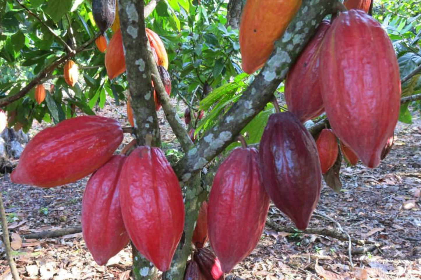 Cacao Tree Starter Plant - Live Tropical Fruit Tree Theobroma cacao Forastero Variety 1-2 ft