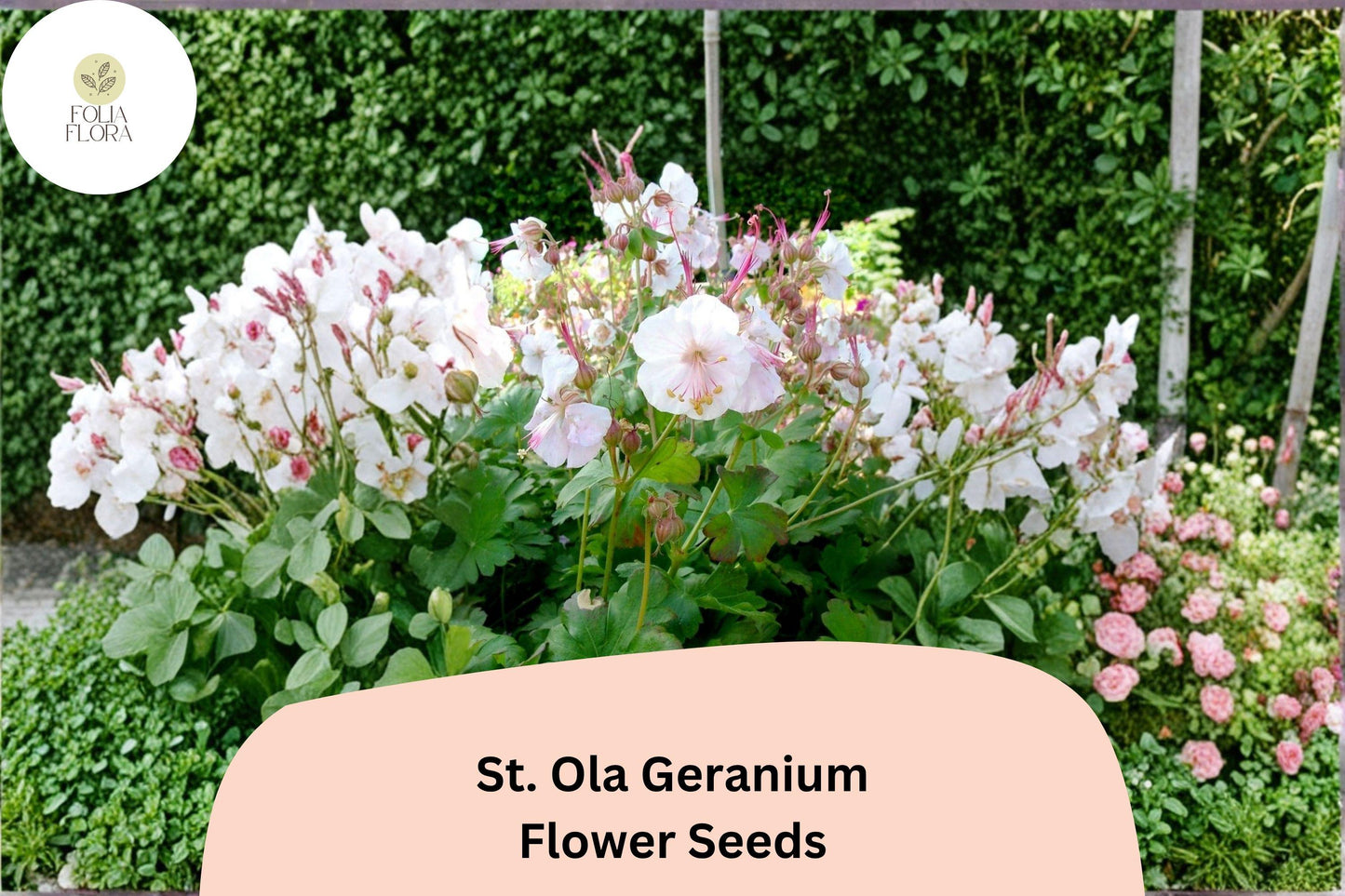 25+ St. Ola Geranium Seeds | Hardy Perennial Cranesbill with White Blooms for Garden Beds & Pollinator Gardens