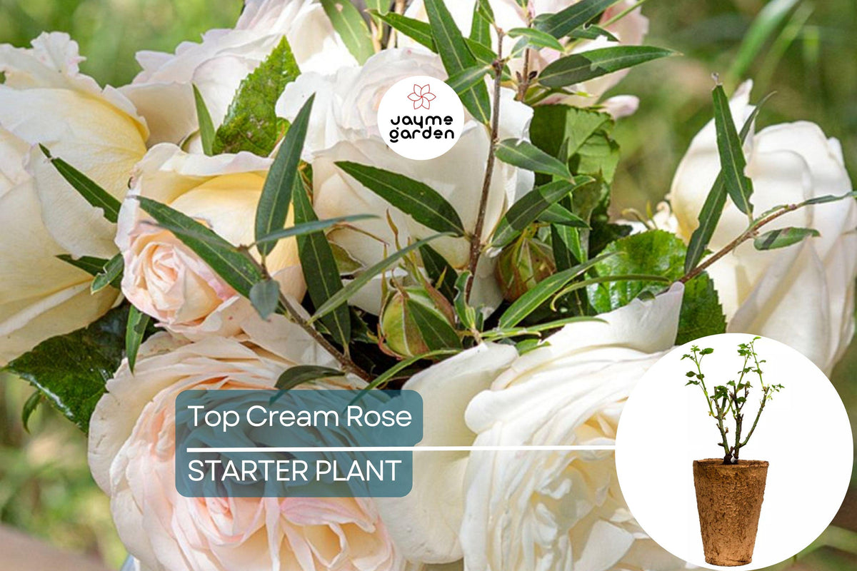 Top Cream™ Rose – 1.5 Gal Hybrid Tea Rose | Fragrant Creamy White Blooms | Rosa 'Meiroguste' | Disease Resistant, Own Root