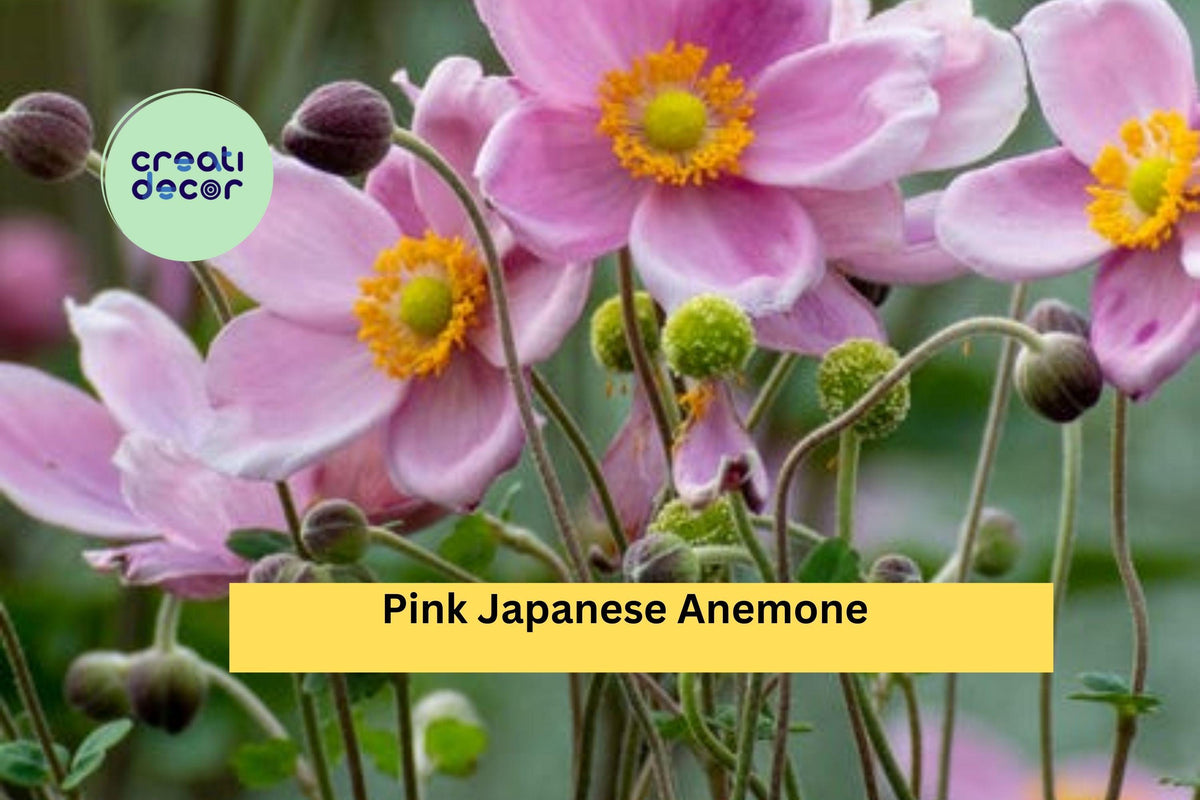 Pink Japanese Anemone Bare Root Plant | Hardy Perennial with Fall Blooms for Outdoor Gardens