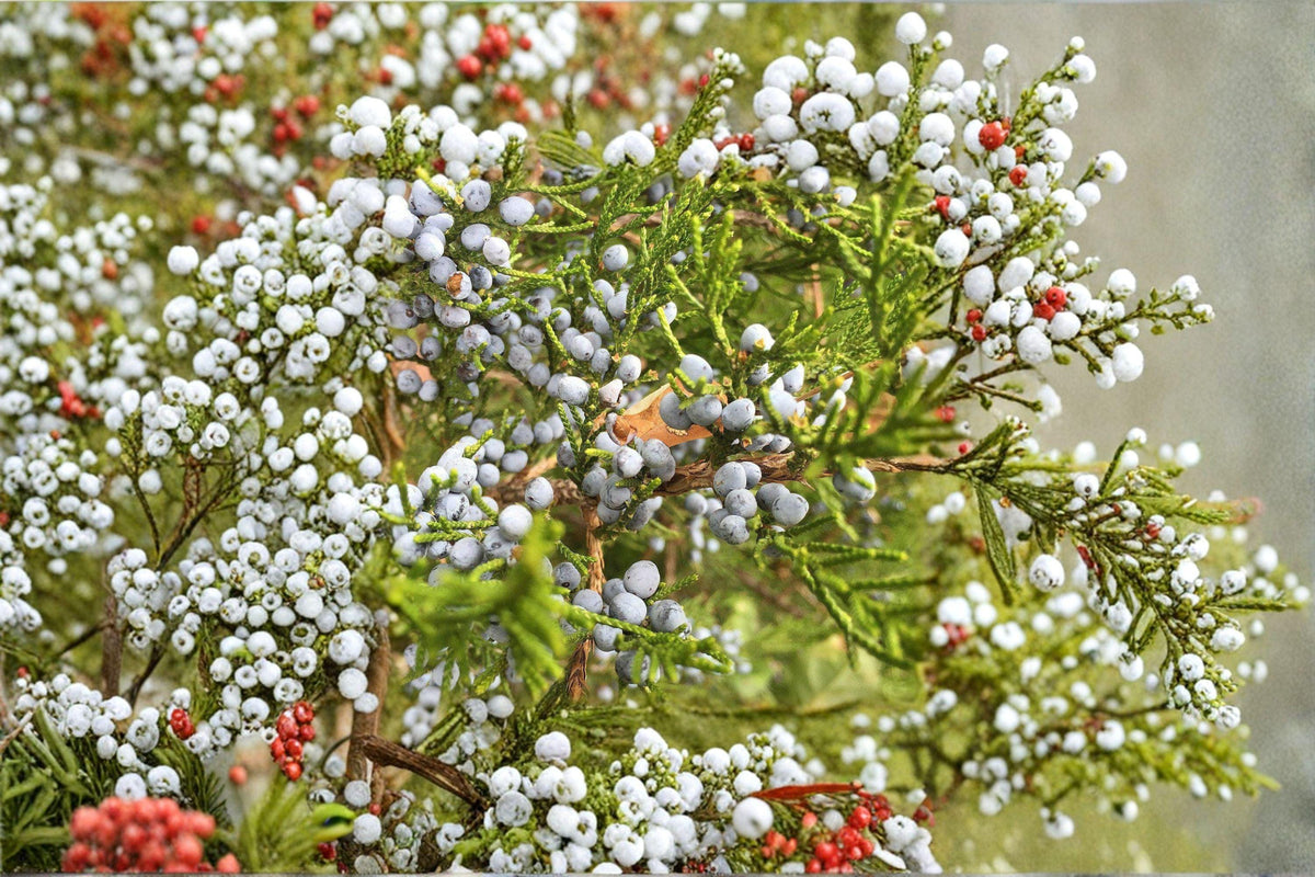 Eastern Red Cedar Seeds | 25 Seeds | Juniperus virginiana | Hardy Native Evergreen Conifer for Windbreaks & Wildlife Gardens