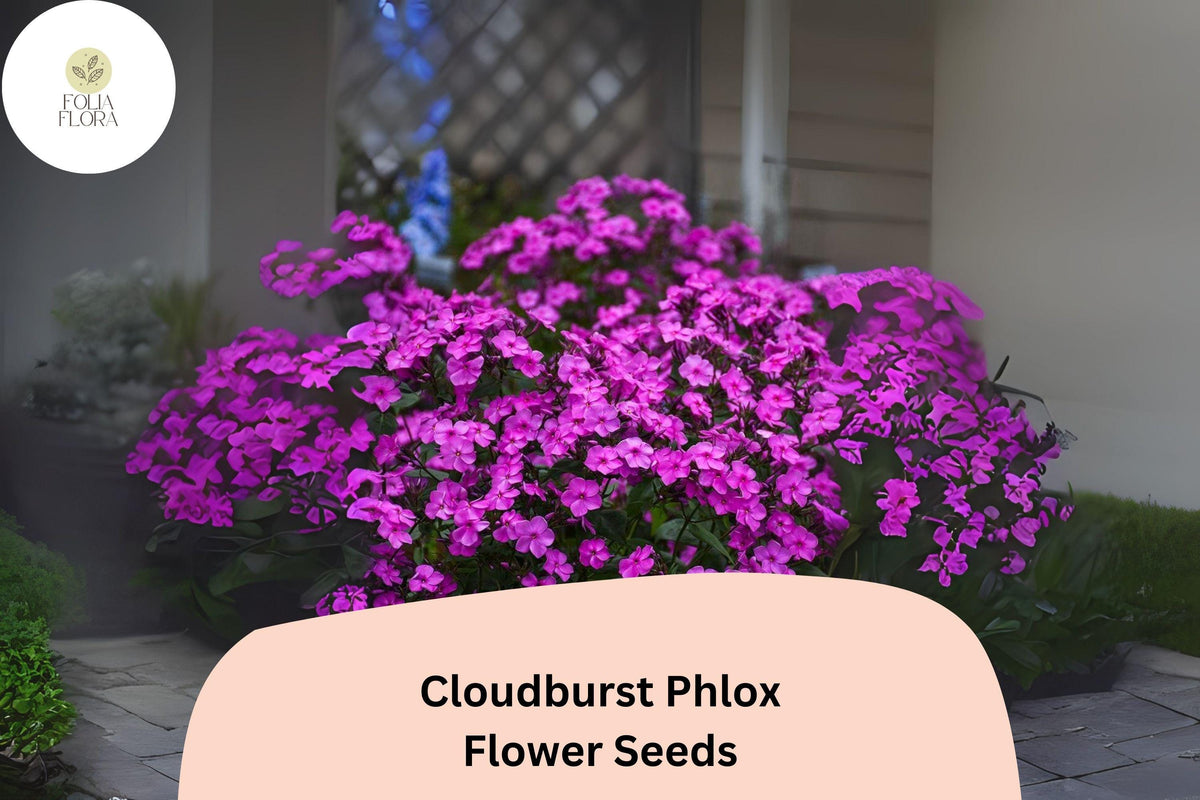 Cloudburst Phlox Seeds - 100+ Purple-Magenta Perennial Flower Seeds (Phlox paniculata) for Garden Planting, Attracts Pollinators