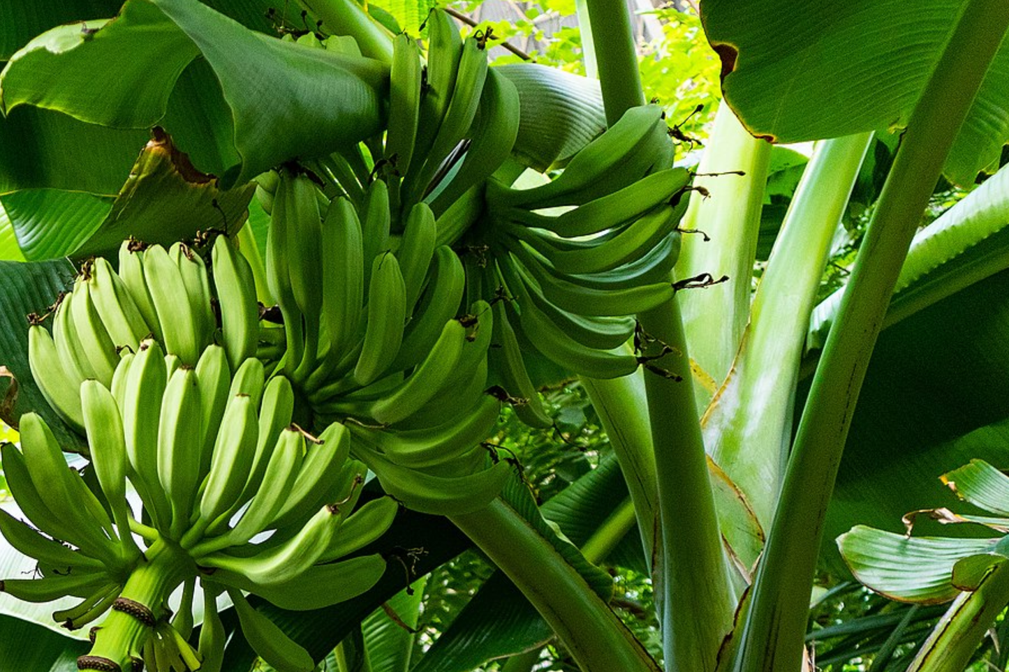 Plantain Starter Plant - Musa × paradisiaca Live Tropical Fruit Tree 1'-2' for Home Growing, Edible Garden, Versatile Fruit