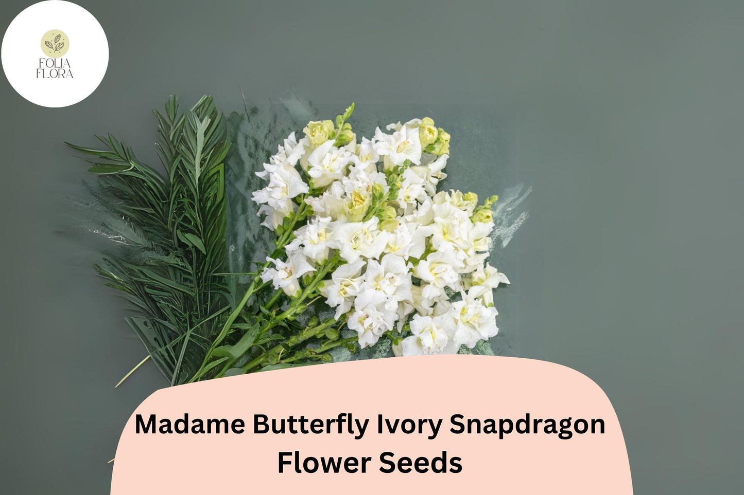 Antirrhinum majus Madame Butterfly Ivory Snapdragon Seeds – 1000+ Elegant Ruffled Blooms for Garden & Cut Flowers