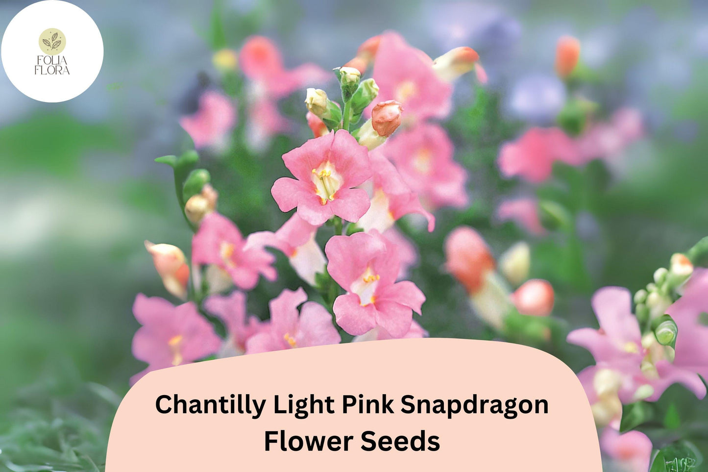 Chantilly Light Pink Snapdragon Seeds - 1000+ Tall, Fragrant Antirrhinum majus for Garden & Cut Flowers