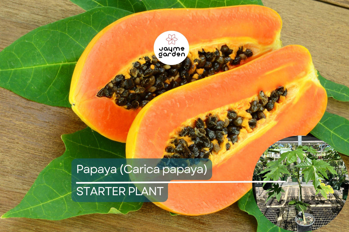 Papaya Tree Live Plant 1'-2' Sweet Tropical Fruit Carica papaya | Vitamin C Rich, Easy to Grow for Gardens & Backyards