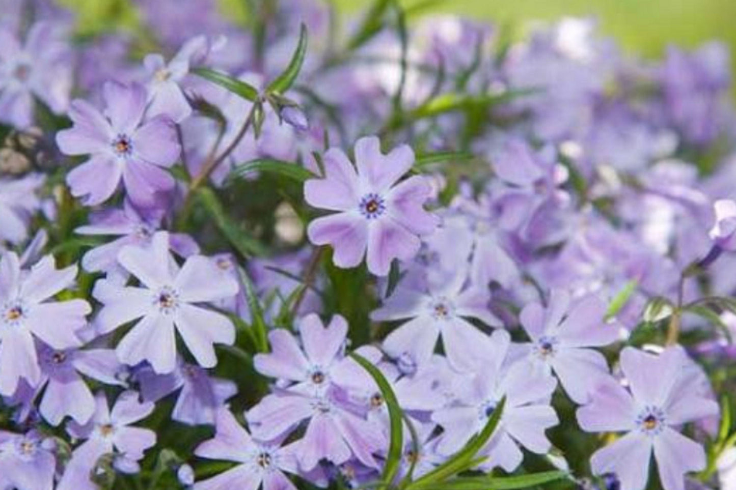 Blue Emerald Creeping Phlox Seeds – Ground Cover Flower, Vibrant Blue Blooms, Phlox subulata, USA Grown, Perennial Garden Starter