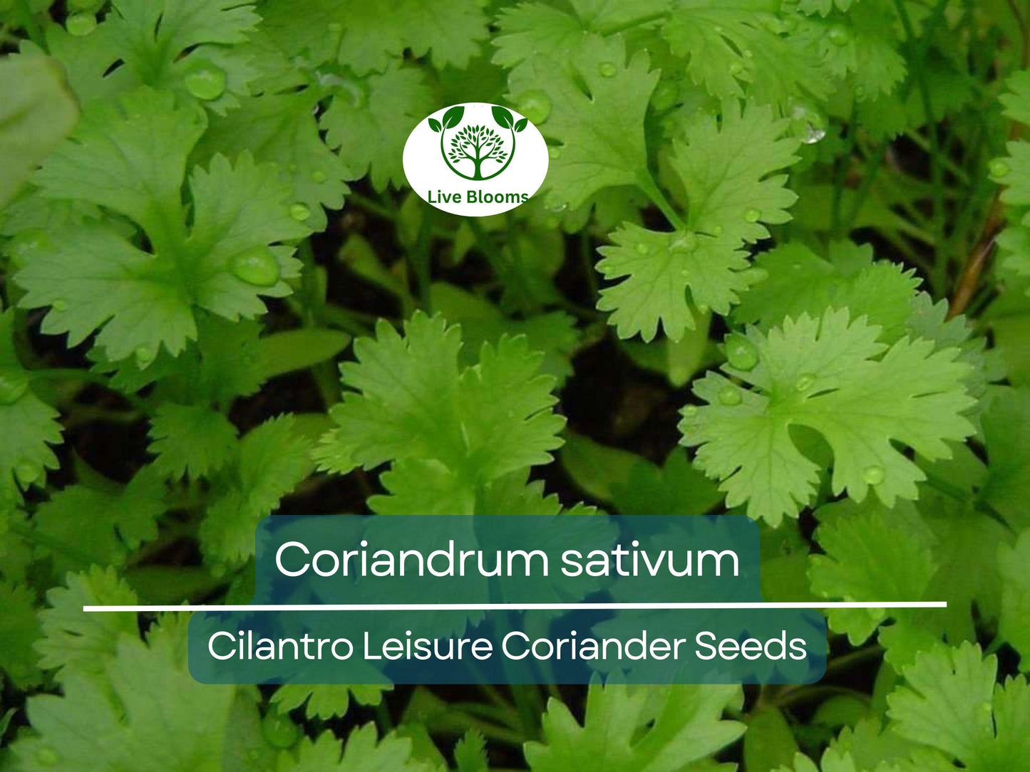 175 Cilantro Seeds (Coriandrum sativum) for Planting - Fresh Herb for Culinary & Home Gardens