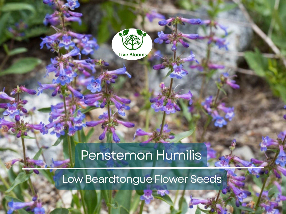 100 mg Seeds Penstemon Humilis Low Beardtongue | Hardy Perennial Wildflower for Pollinator Gardens and Rock Gardens