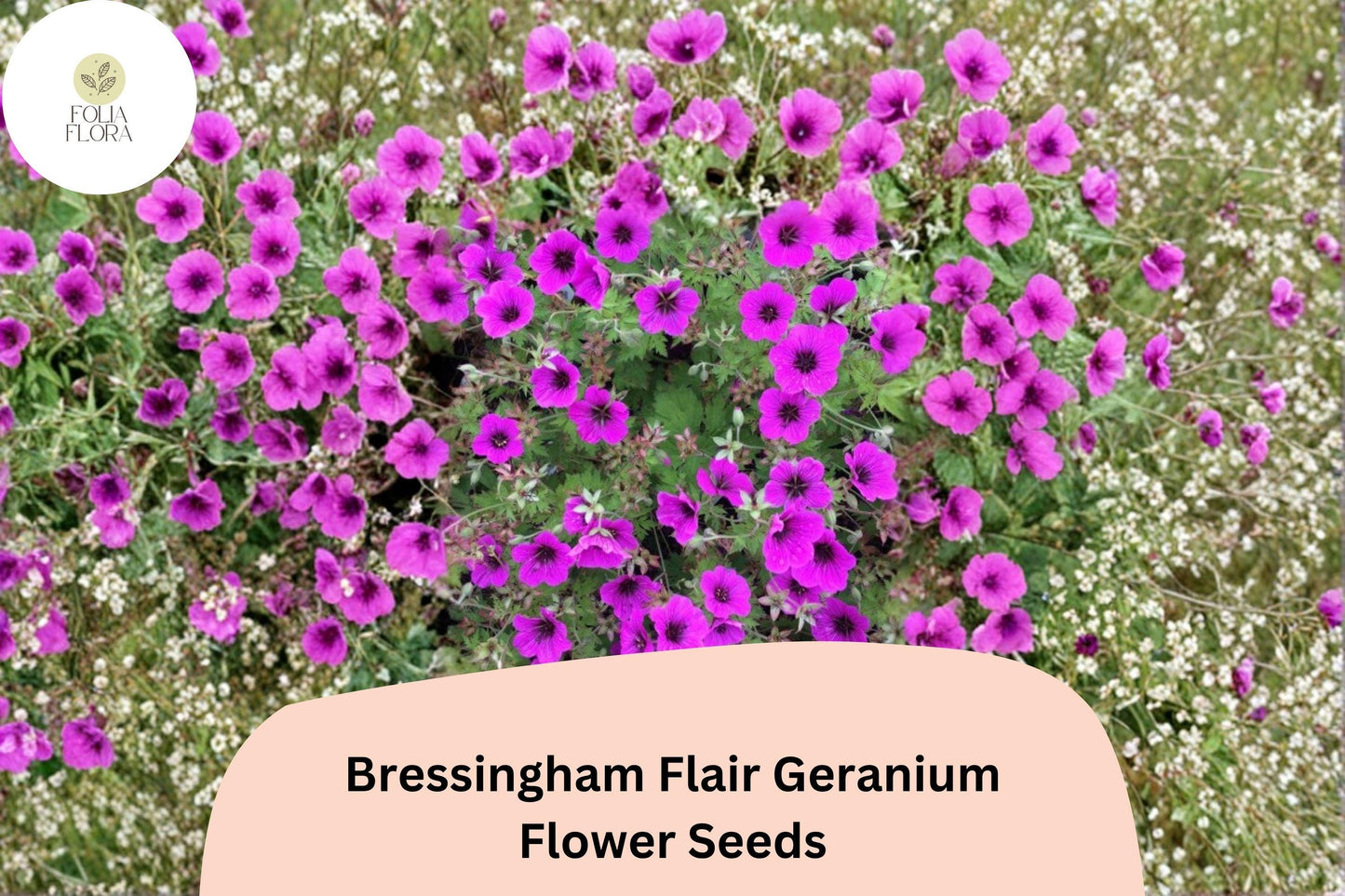 25+ Bressingham Flair Geranium Seeds | Hardy Perennial Purple Cranesbill | Long-Blooming Garden Flower