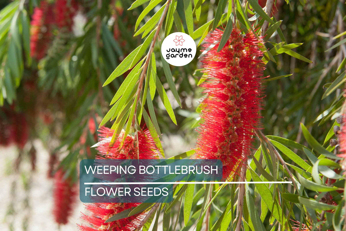 Weeping Bottlebrush Tree Seeds, Scarlet Blooms, Callistemon viminalis, Pollinator Plant, Bonsai, Zone 9-11, Attracts Bees & Hummingbirds