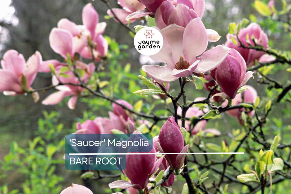Saucer Magnolia Sapling 6-12" Dormant Bare Root Flowering Tree Pinkish-White Blooms Magnolia x soulangiana