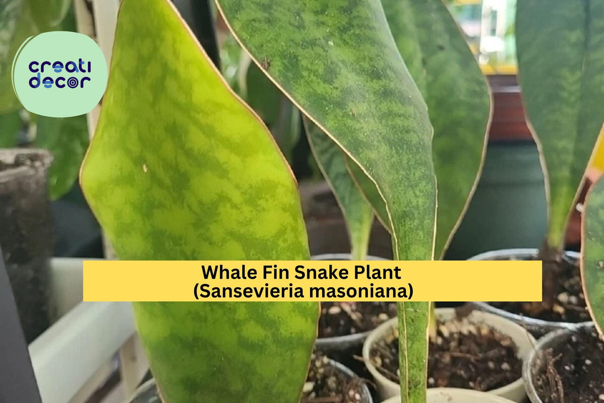 Baby Whale Fin Snake Plant 5-6” in 2.5” Pot, Sansevieria Masoniana, Rare Succulent with Large Paddle-Shaped Leaf for Indoor Decor