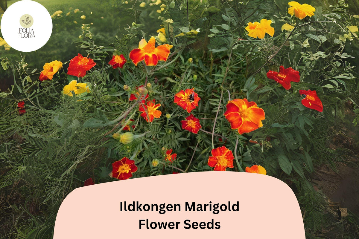 25+ Ildkongen Marigold Seeds | Red-Orange French Marigold | Tagetes patula | Easy Annual Flowers for Garden Planting