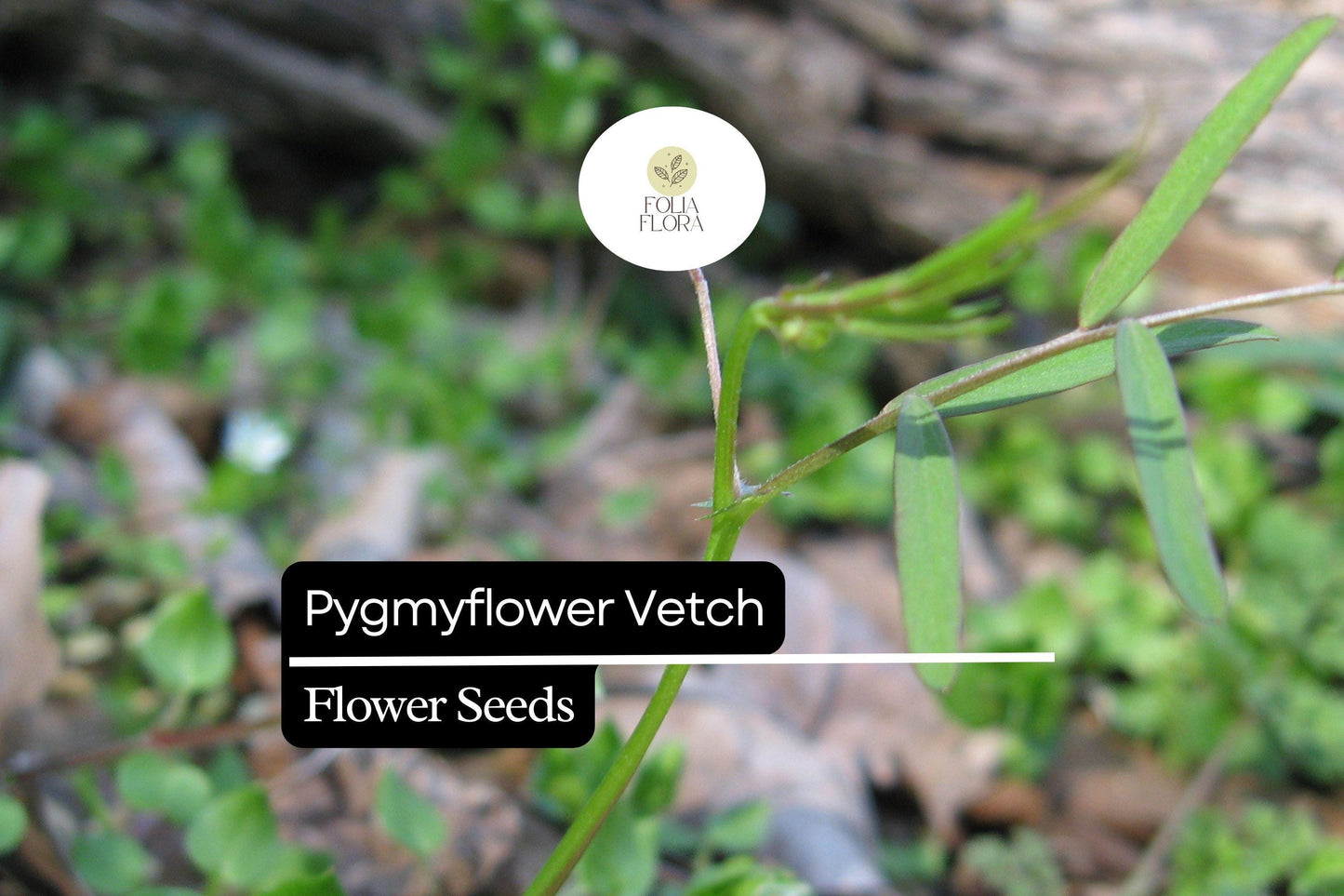 Pygmyflower Vetch Seeds (Vicia minutiflora) - 15 Seeds Pollinator-Friendly Ground Cover